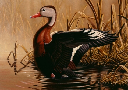 Picture of 1988 BLACK BELLIED WHISTLING DUCK