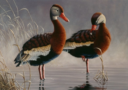Picture of 1989 BLACK BELLIED WHISTLING DUCK