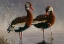 Picture of 1989 BLACK BELLIED WHISTLING DUCK