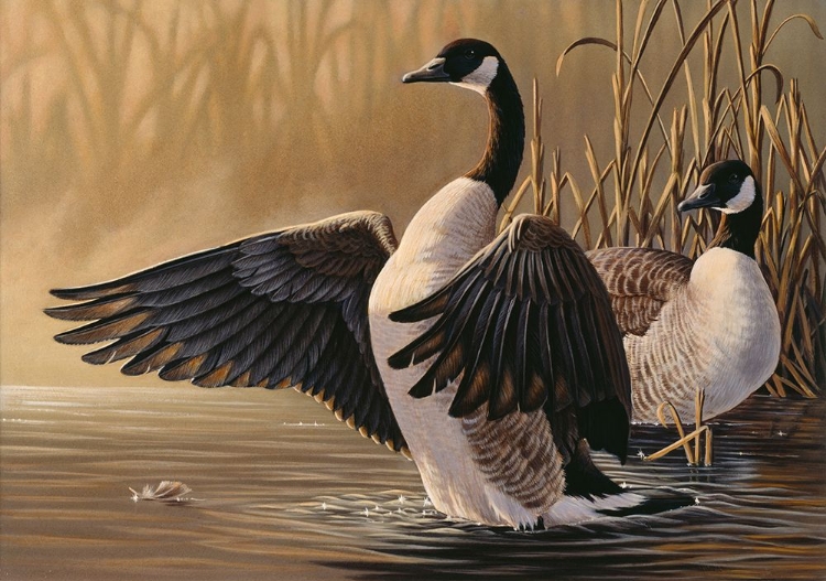 Picture of 1994 CANADA GEESE