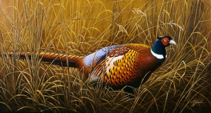 Picture of SNEAKING THROUGH THE LONG GRASS - RING NECK PHEASANT