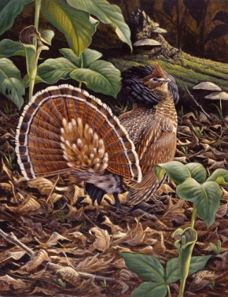 Picture of MAY DISPLAY - RUFFED GROUSE
