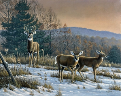 Picture of PRIME TIME - WHITETAIL DEER
