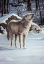 Picture of A MESSAGE FOR THE WIND - WOLF