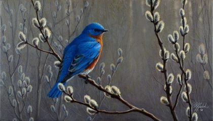 Picture of SIGNALS OF SPRING - EASTERN BLUEBIRD