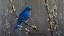 Picture of SIGNALS OF SPRING - EASTERN BLUEBIRD