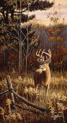Picture of AUTUMN WHITETAIL