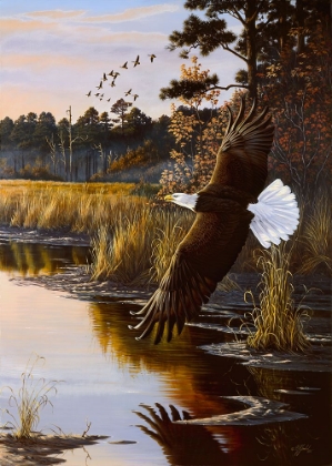 Picture of WINGS OF AUTUMN - BALD EAGLE