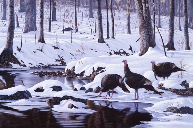 Picture of HARDWOOD CREEK - WILD TURKEYS