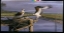 Picture of CHESAPEAKE TREASURERS - OSPREY
