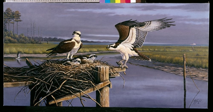 Picture of CHESAPEAKE TREASURERS - OSPREY