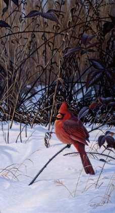 Picture of ROADSIDE CARDINAL