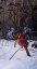 Picture of ROADSIDE CARDINAL