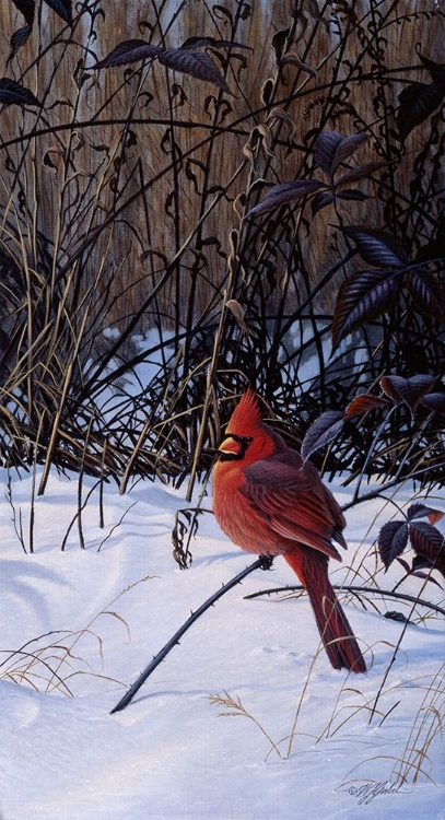 Picture of ROADSIDE CARDINAL