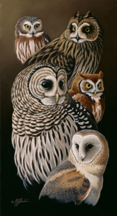 Picture of EYES OF THE NIGHT - OWLS