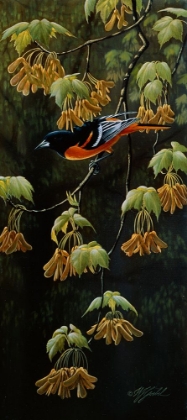Picture of FOREST FLAME - BALTIMORE ORIOLE