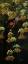 Picture of FOREST FLAME - BALTIMORE ORIOLE