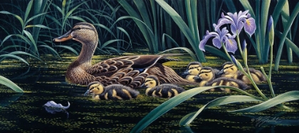 Picture of MOTHERS DAY - MALLARD