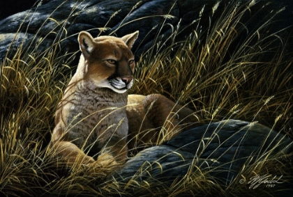Picture of COUGAR IN THE GRASS