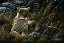 Picture of COUGAR IN THE GRASS