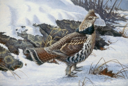 Picture of RUFFED GROUSE
