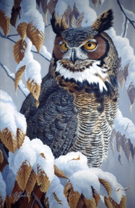 Picture of WINTER WATCH - GREAT HORNED OWL