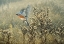 Picture of OCTOBER MEADOW
