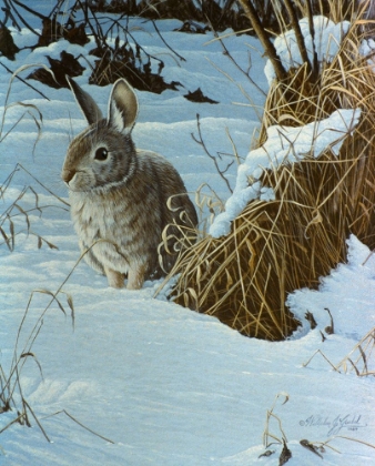 Picture of SNOW COVER COTTONTAIL