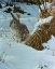 Picture of SNOW COVER COTTONTAIL