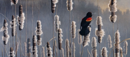 Picture of MARSH NOTES - RED WING BLACKBIRD