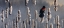 Picture of MARSH NOTES - RED WING BLACKBIRD