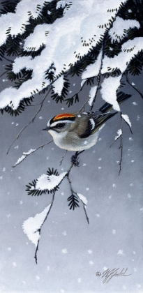 Picture of WINTER SPRITE - GOLDEN CROWN KINGLET