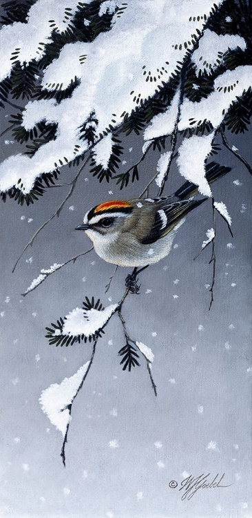 Picture of WINTER SPRITE - GOLDEN CROWN KINGLET