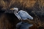 Picture of MAKING STRIDES - GREAT BLUE HERON