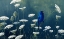 Picture of INDIGO AND LACE - INDIGO BUNTING