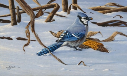 Picture of BLUEJAY