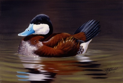 Picture of RUDDY DUCK