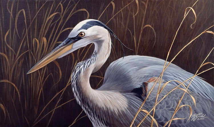 Picture of GREAT BLUE HERON