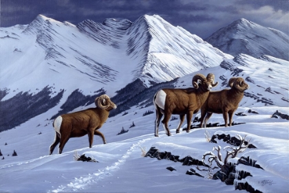 Picture of HIGH COUNTRY RAMS