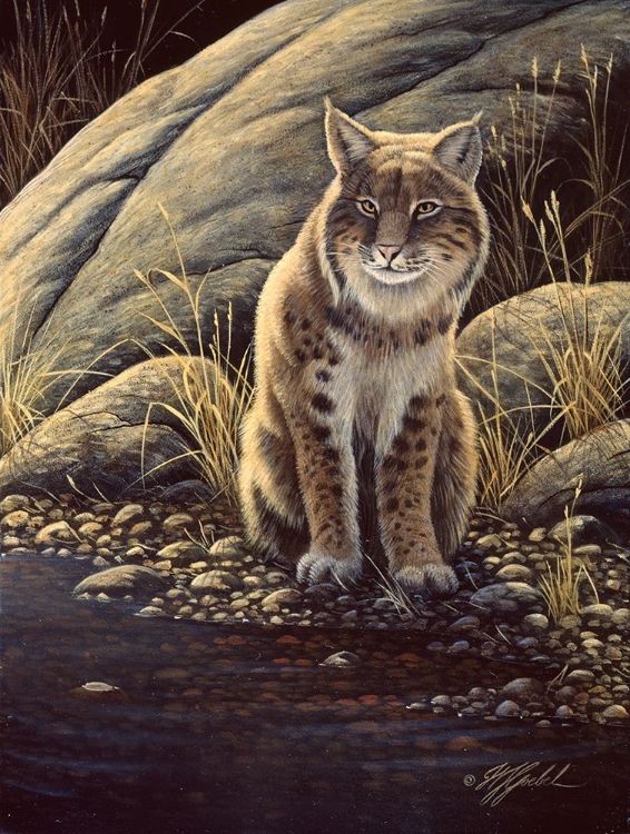 Picture of BACKLIGHT-BOBCAT