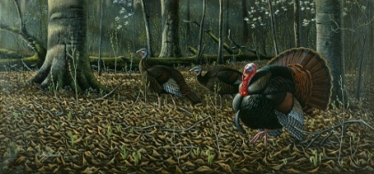 Picture of THE SUITOR - WILD TURKEYS