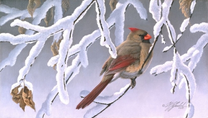 Picture of WINTER LADY - CARDINAL