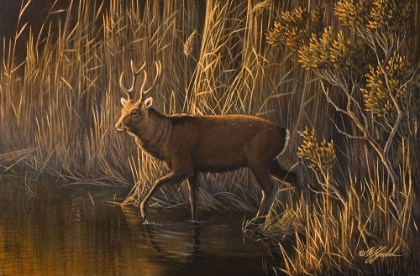 Picture of EVENING ROUNDS SIKA DEER