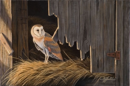 Picture of READY FOR THE HUNT BARN OWL