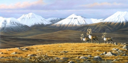 Picture of TIME PASSAGES MOUNTAIN CARIBOU