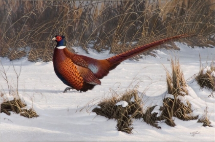 Picture of WINTER WALK PHEASANT
