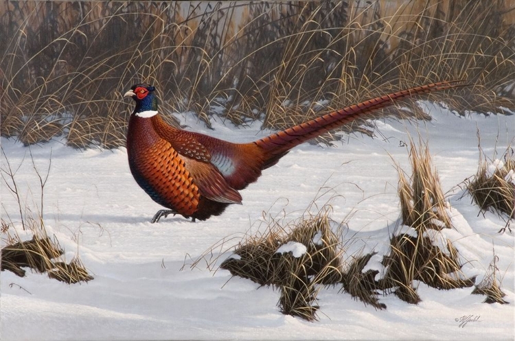 Picture of WINTER WALK PHEASANT