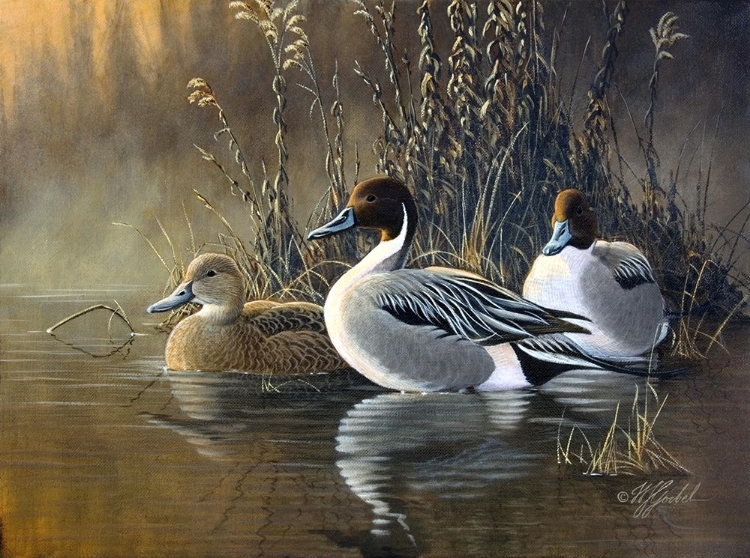 Picture of PINTAIL TRIOS