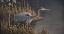 Picture of STALKING THE EDGE - HERON