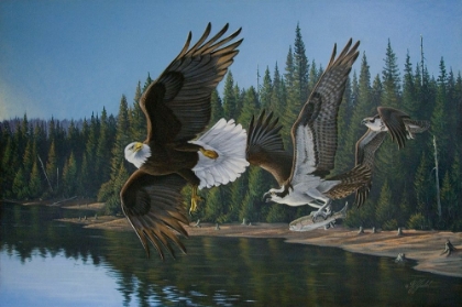 Picture of EAGLE OSPREY